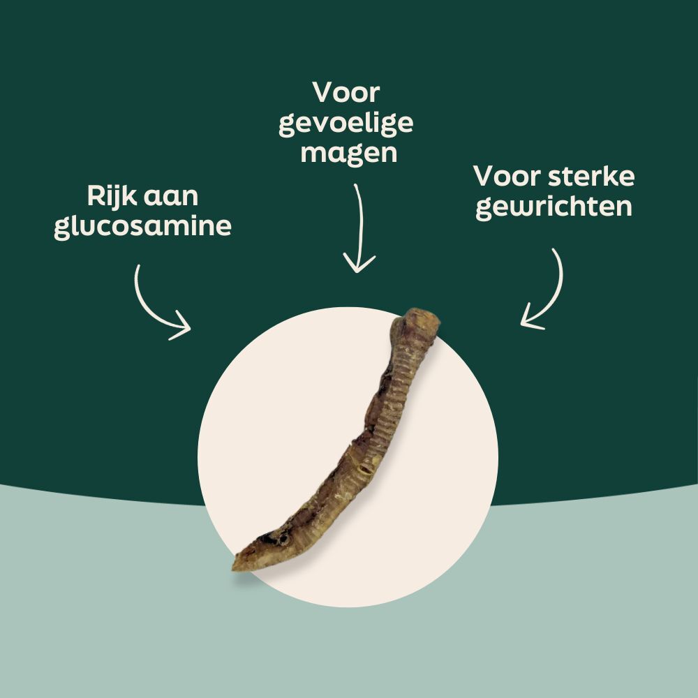 Voordelen van lam luchtpijp