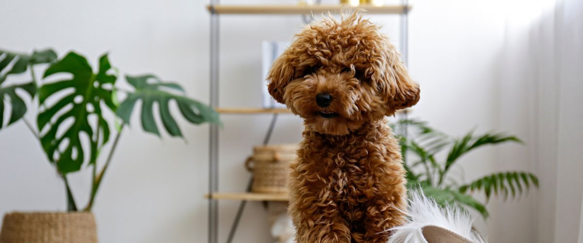 Hond in een huiselijke sfeer