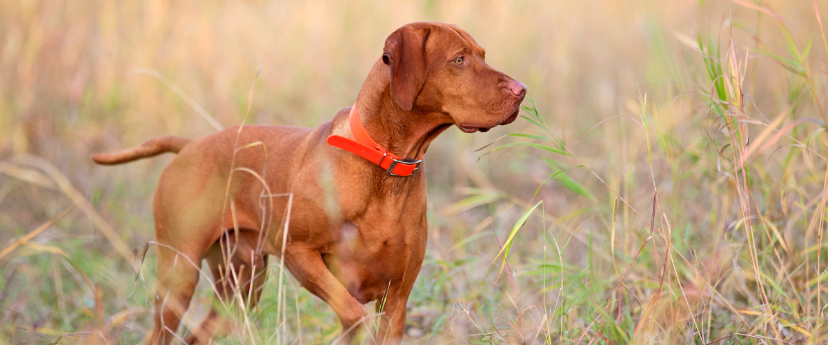 Hond loopt tussen de grasaren