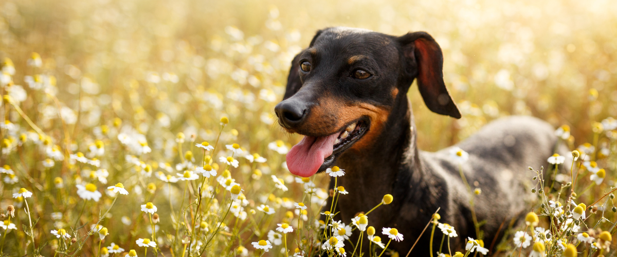Hond die door bloemetjes loopt