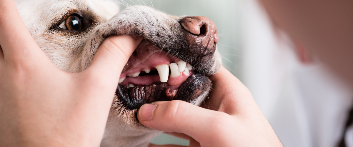 Iemand die het gebit van de hond controleert