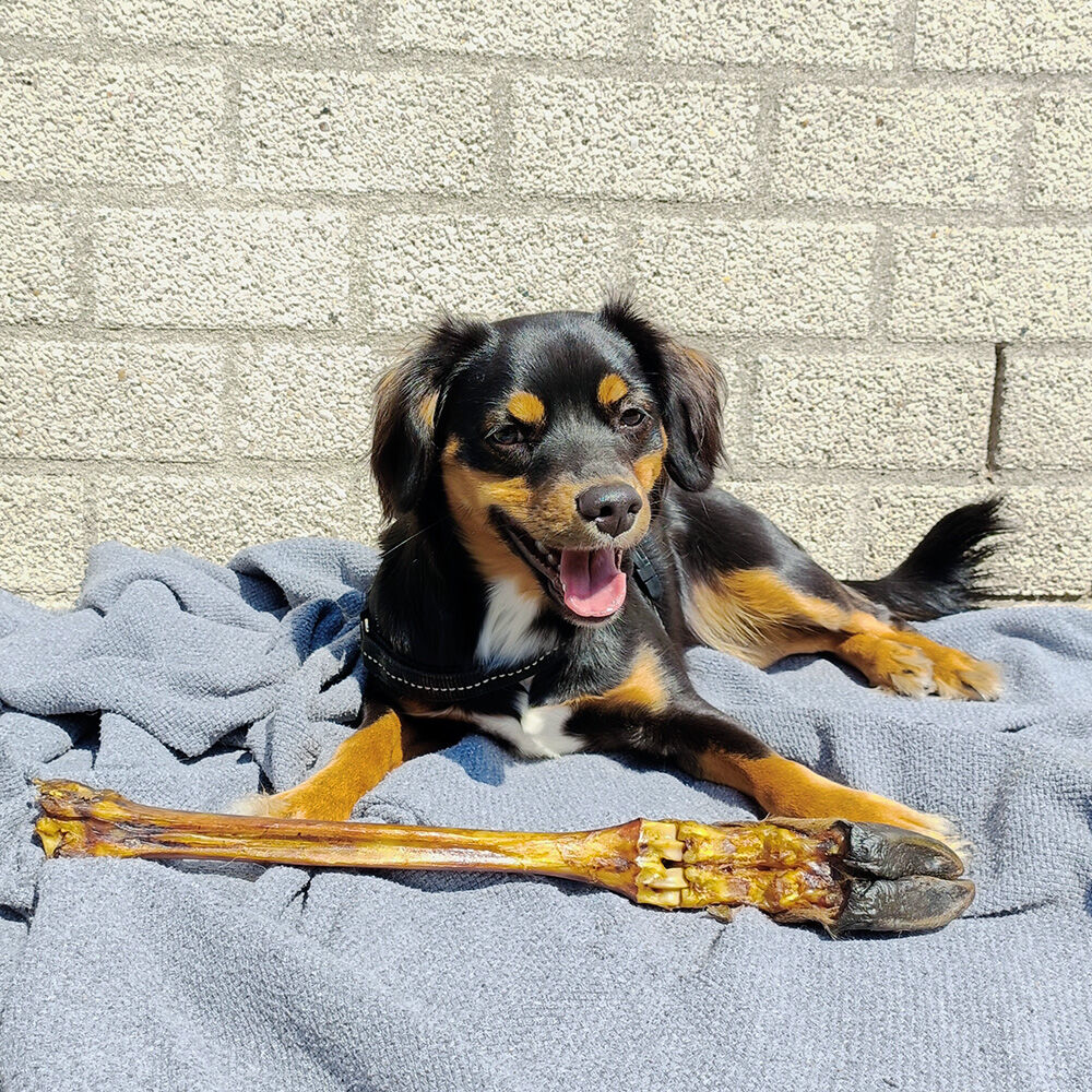 WOOOF hertenpoot