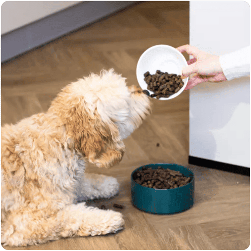 Doodle die geperste WOOOF brokken eet