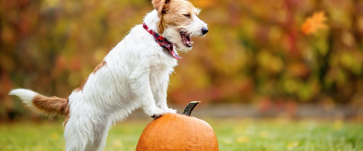 Jack Russel die staat op een pompoen
