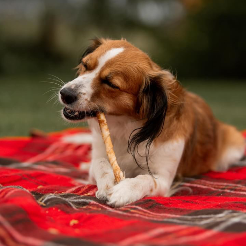 kauwsnack kip met hond