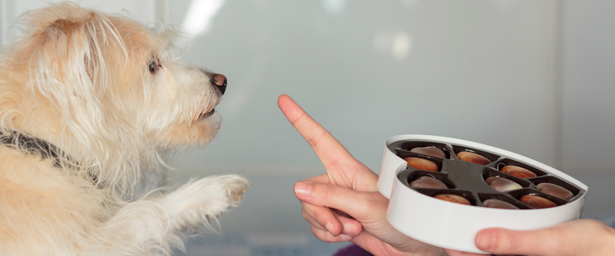 Chocolade is giftig voor honden