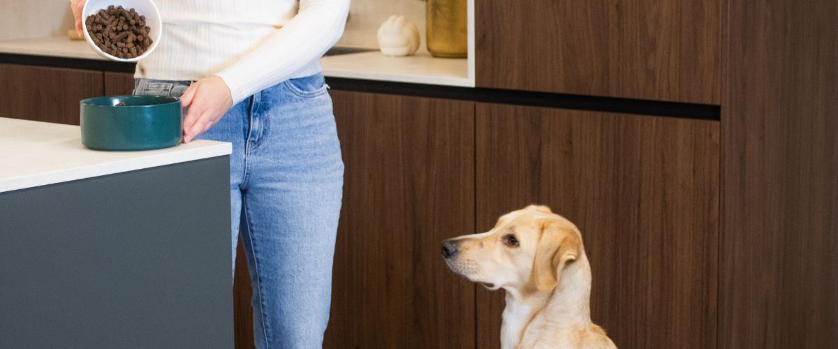 Kantoorhond Arlo wacht op zijn WOOOF geperste hondenbrokken