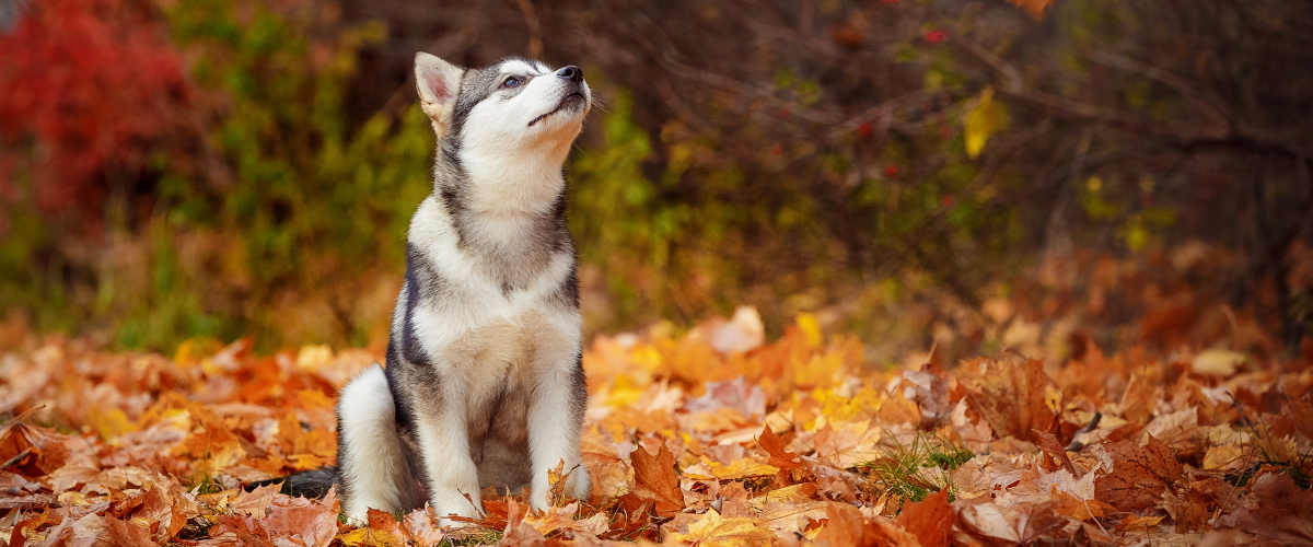 Puppy die in herfstbladeren zit