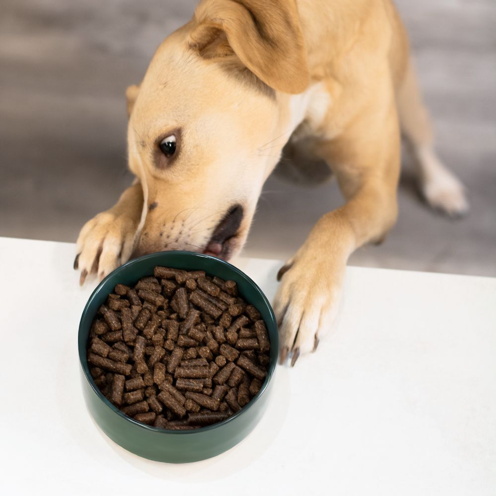 Hond met high energy brokken in de voerbak