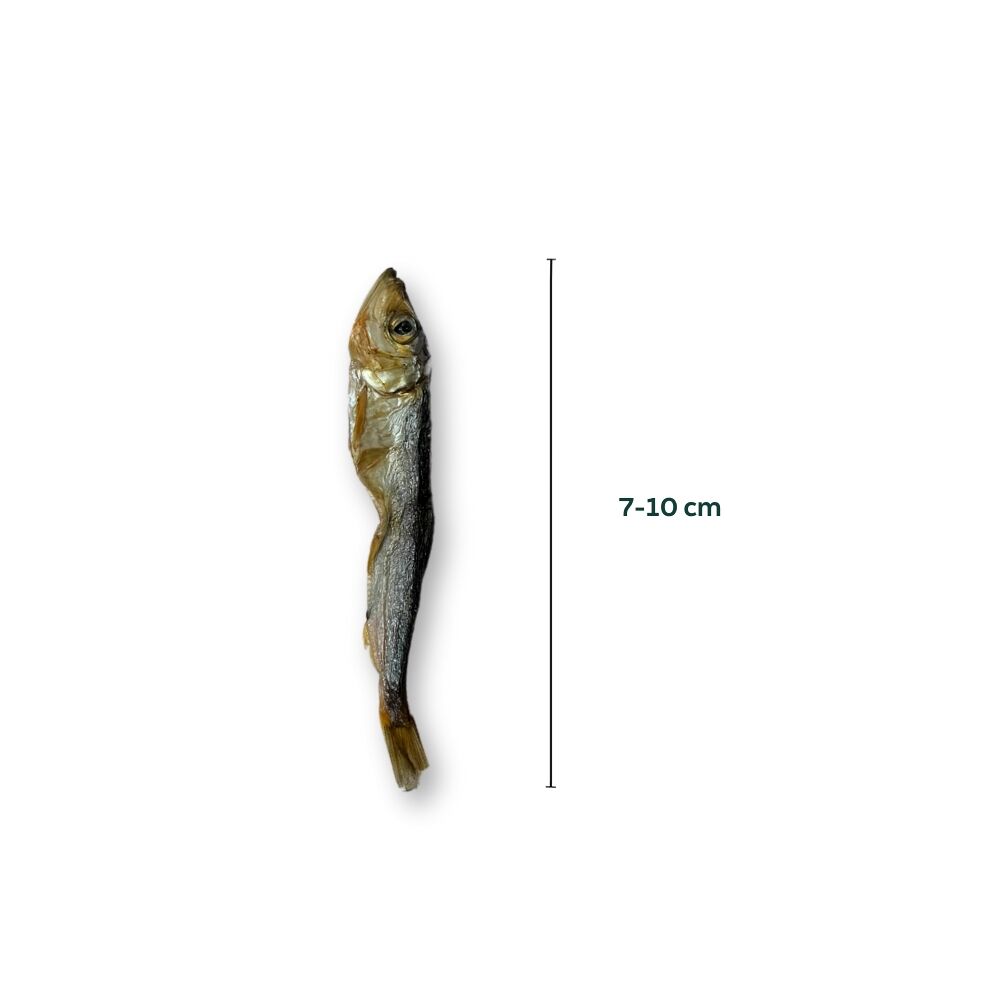 Getrocknete Sprotten Sprotte Fisch 10 cm