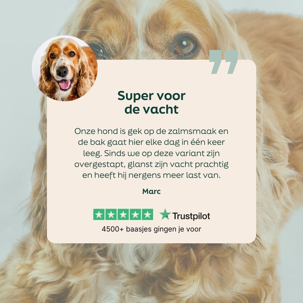 hond, golden retriever, portret, huisdier accessoire, trustpilot
