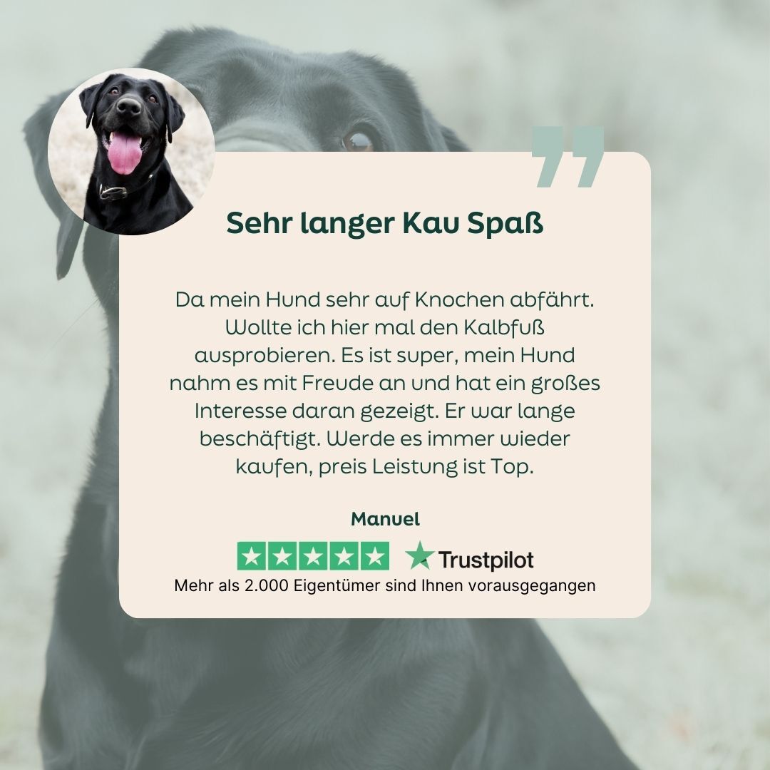 dog, black lab, collar, photo card, trustpilot
