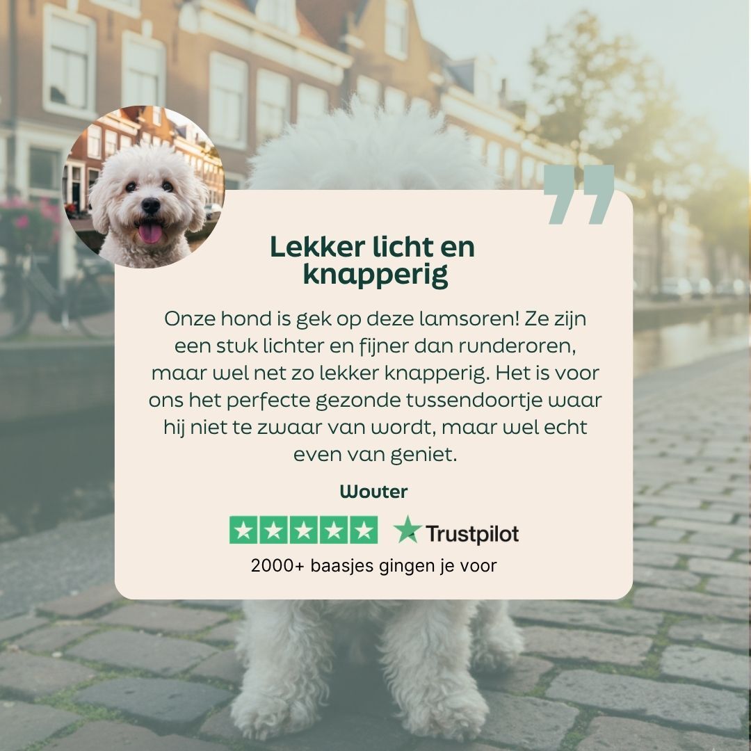 hond, poedel, huisdier, schattig, buiten