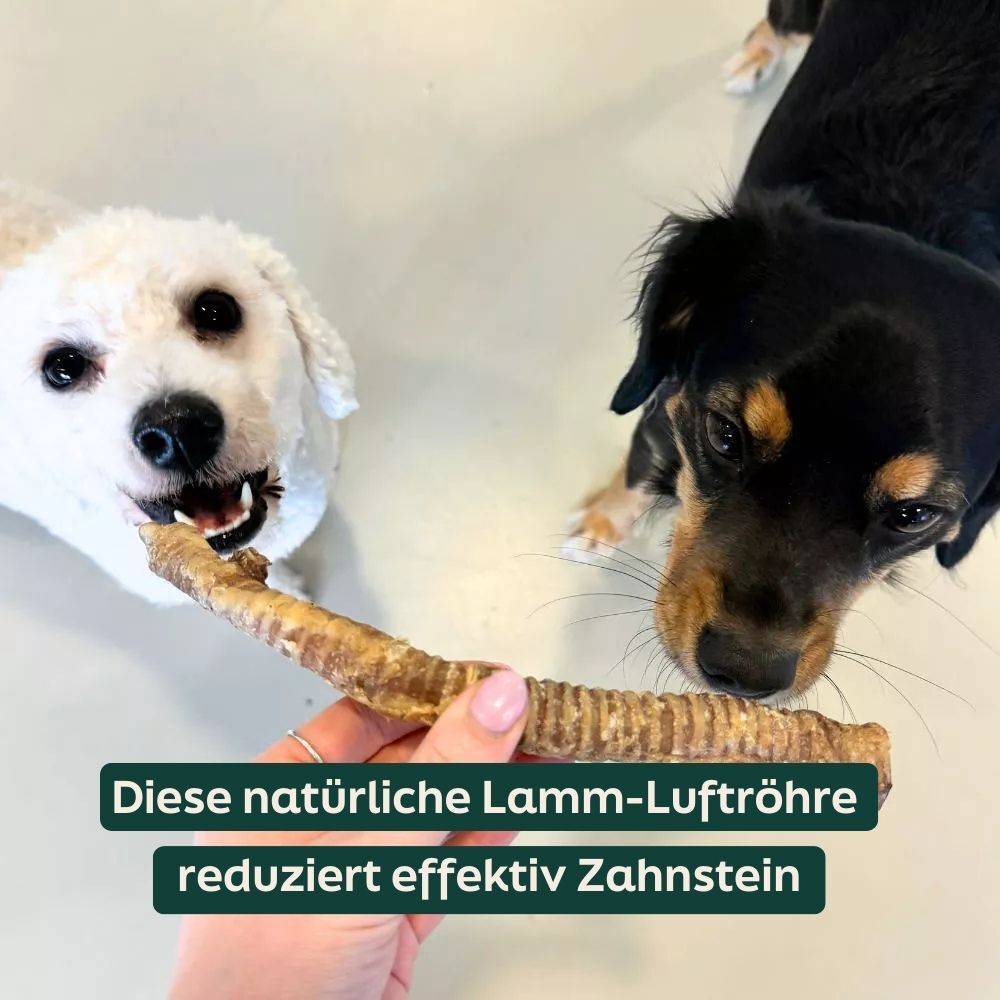 dog treat, bone chew, pork bone, natural chew, dog snack
