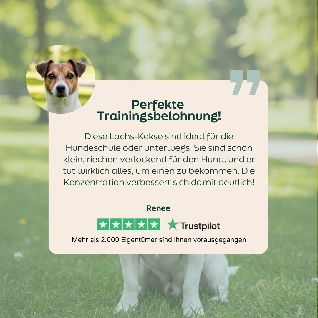 dog, training cookie, treats, horses?, dog accessory