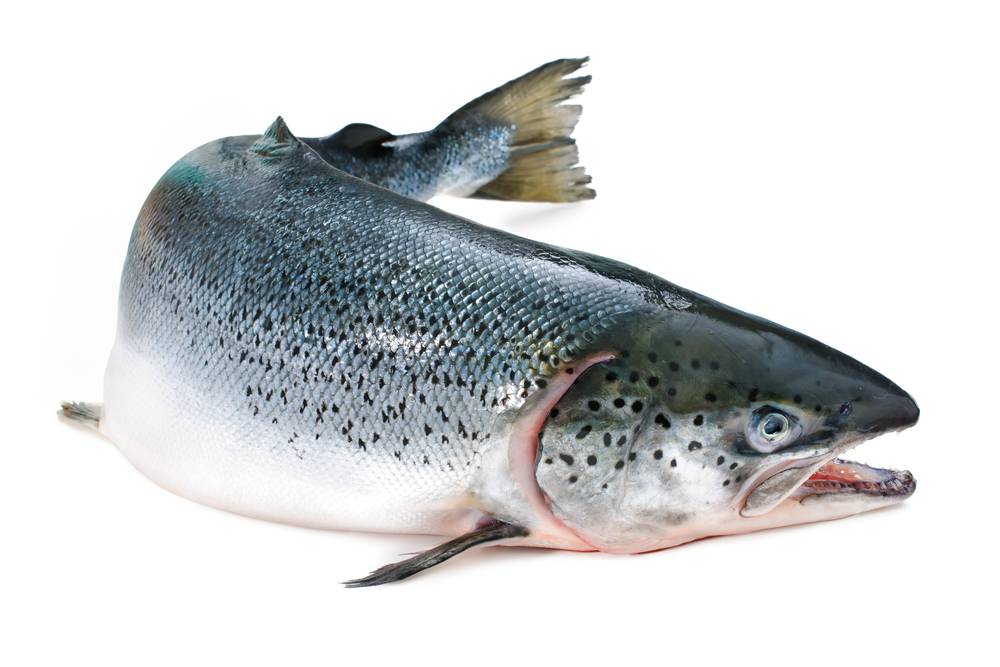 Natürliches Zutat Lachs im Hundefutter.