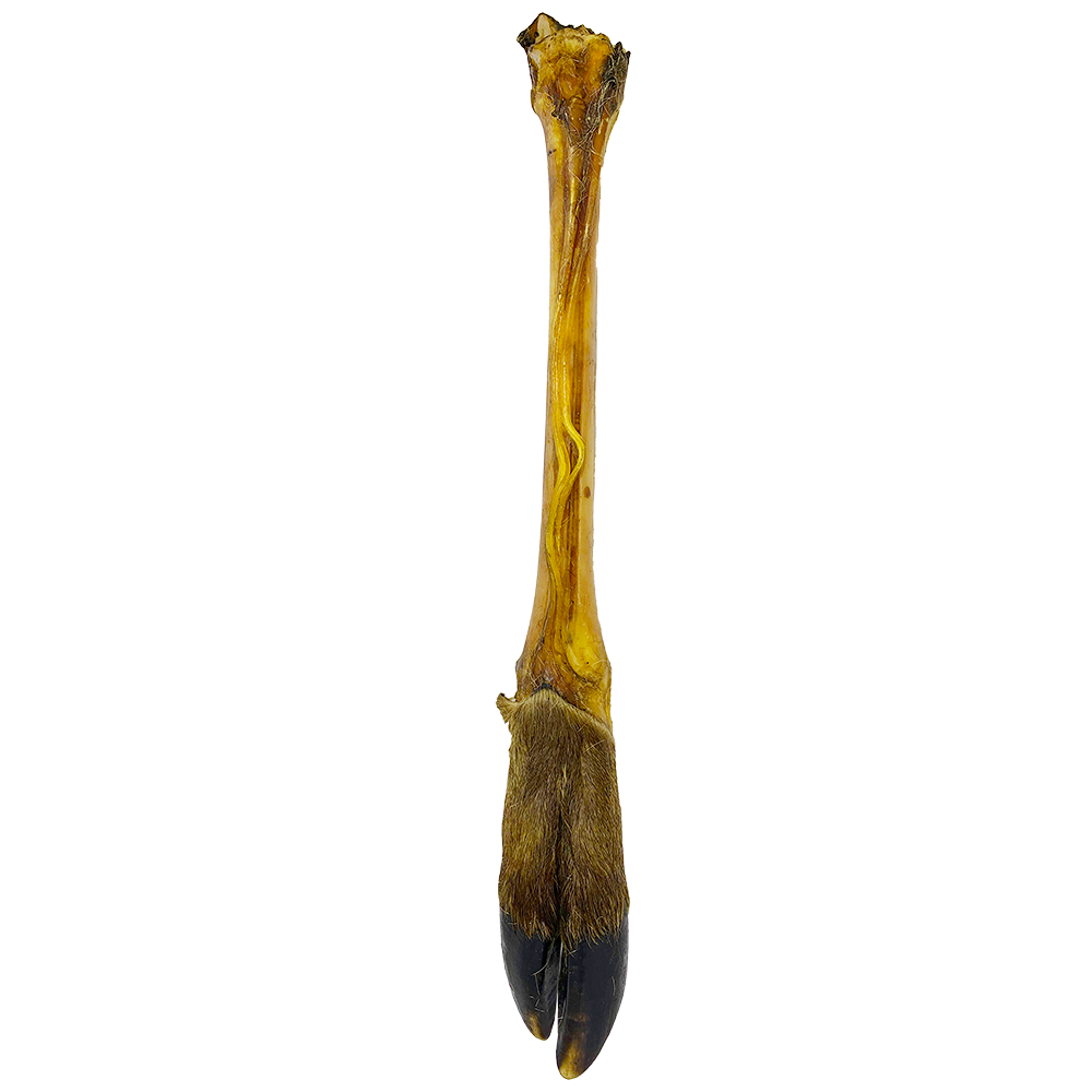 Hirschkeule Hirschkeule