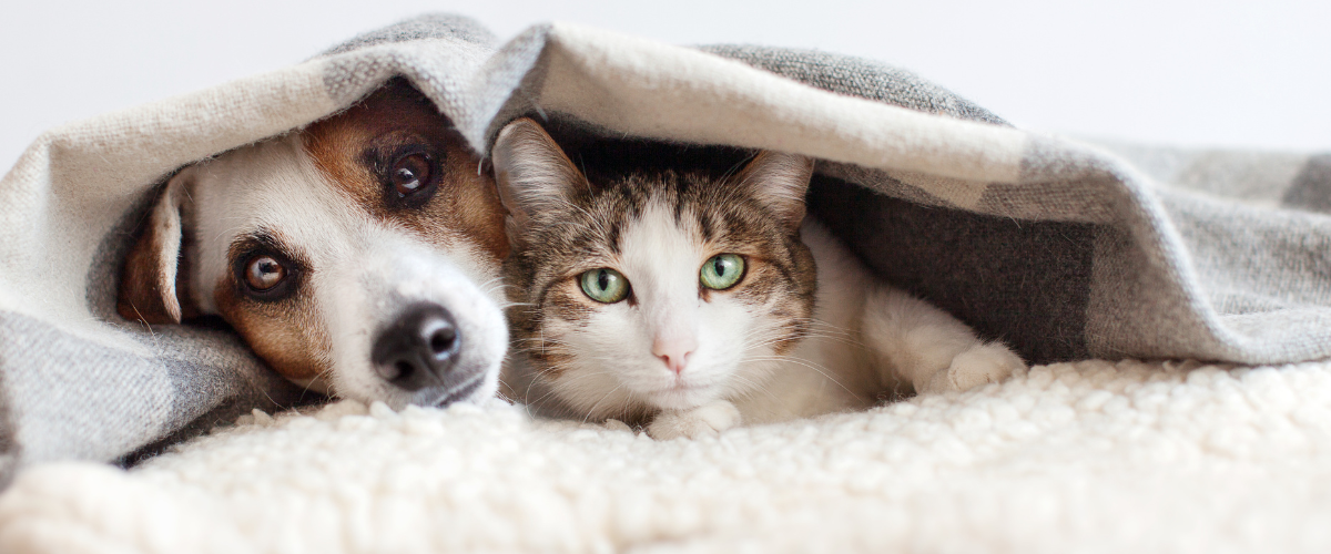 Een hond en kat die onder een dekentje liggen