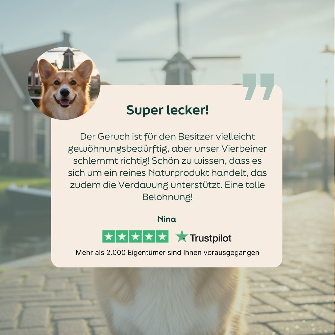 dog, photo, outdoor, collage, text