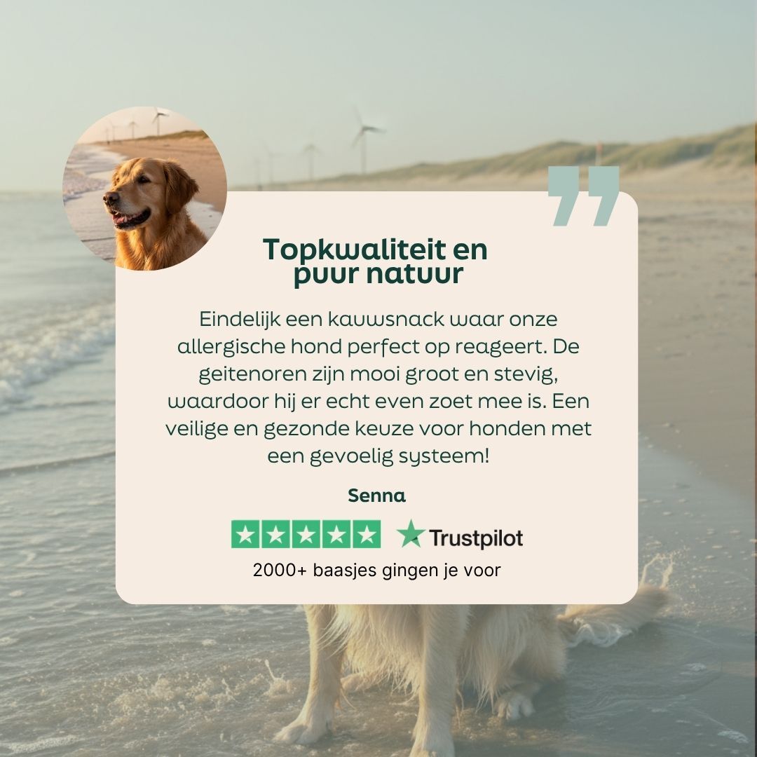 hond, golden retriever, buiten, strand, portret