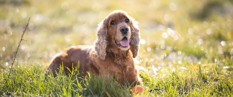 Hoe kies je de beste natuurlijke hondenbrokken voor jouw viervoeter?