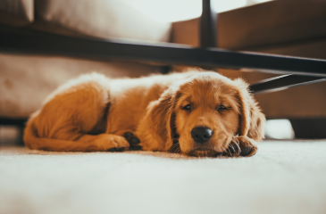 Wanneer stap je over van puppybrokken naar voeding voor de volwassen hond?