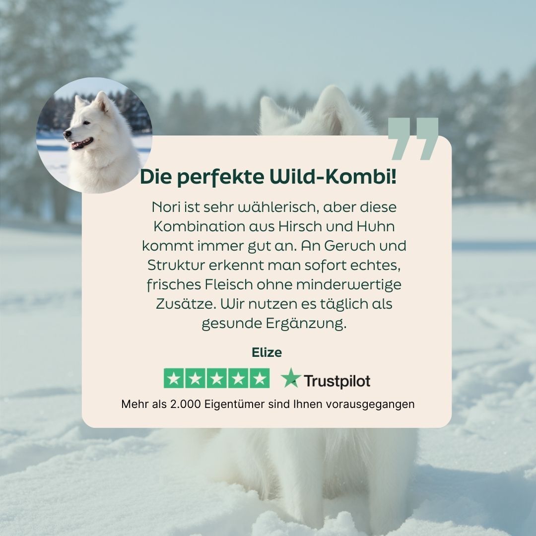 dog, white-fur, husky, winter, background-banner