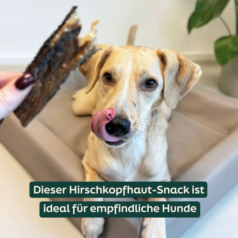 dog, snack, stick, treat, licking