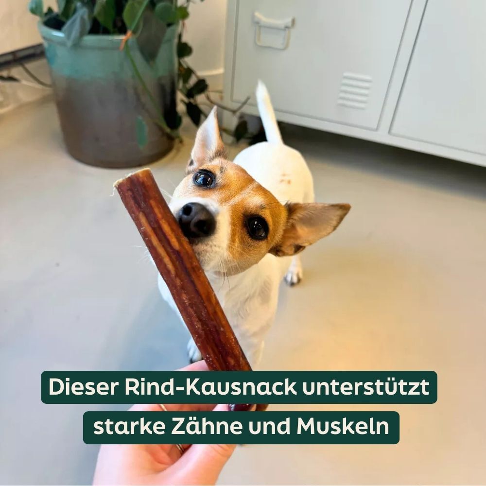 dog, bone, chew, treat, snack