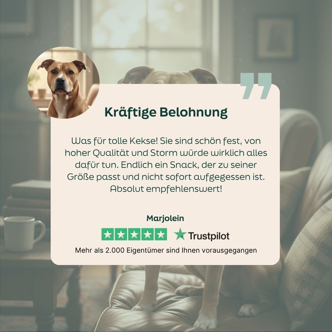 dog, pet, living room, household, poster/overlay