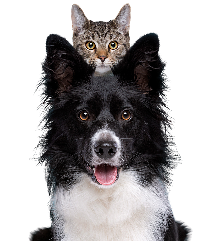 Hayes Brothers fröhlicher Hund und Katze