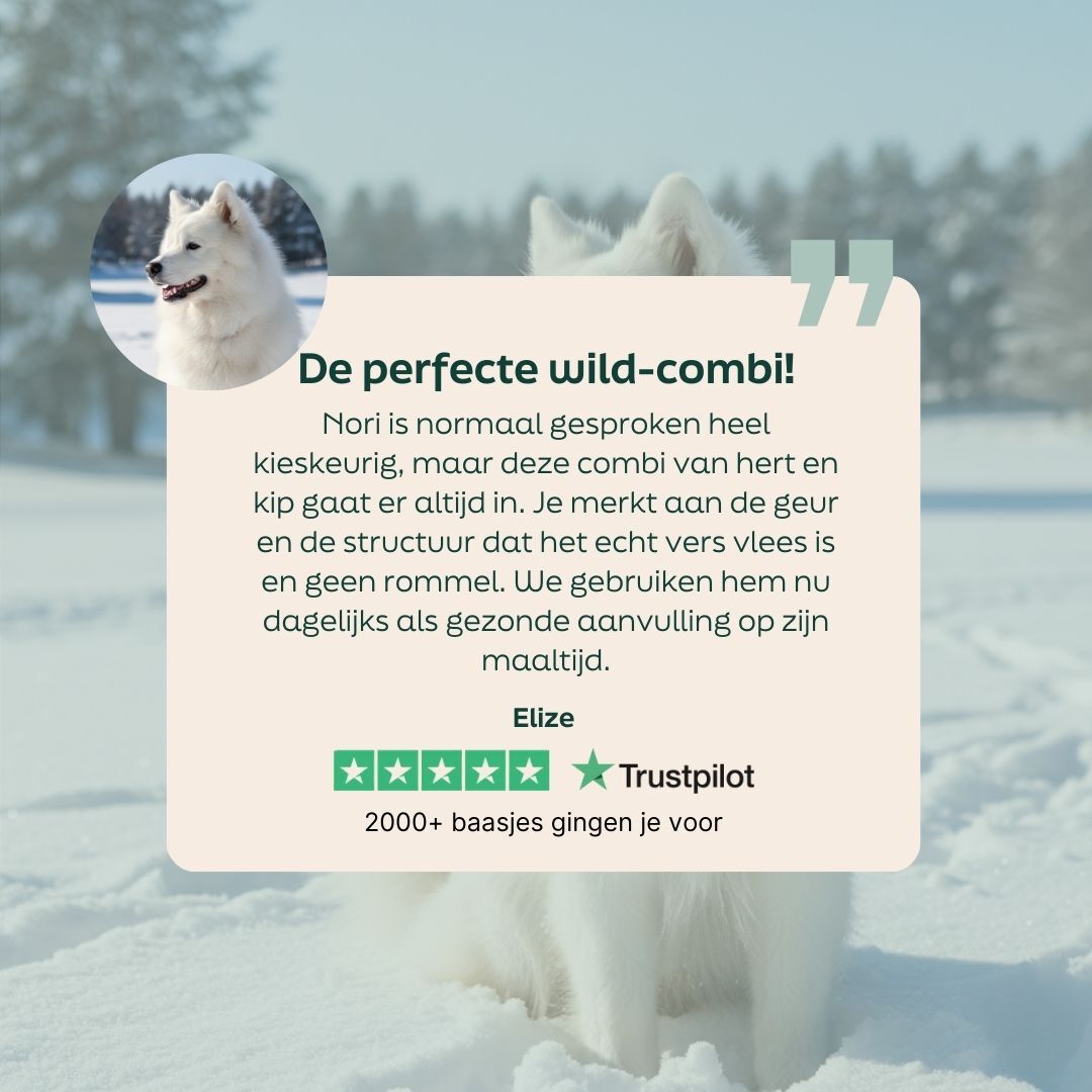 hond, husky, wit, sneeuw, huisdieraccessoire
