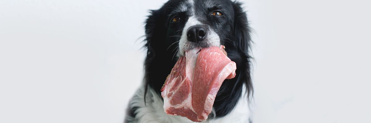Die Vorteile von Frischem Fleisch fuer Hunde