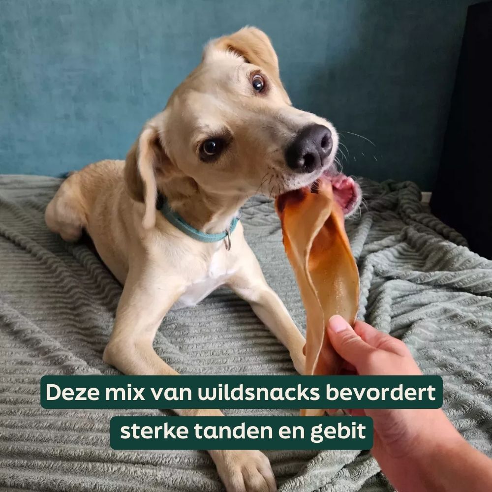 hond, bot, kauwbot, snack, halsband