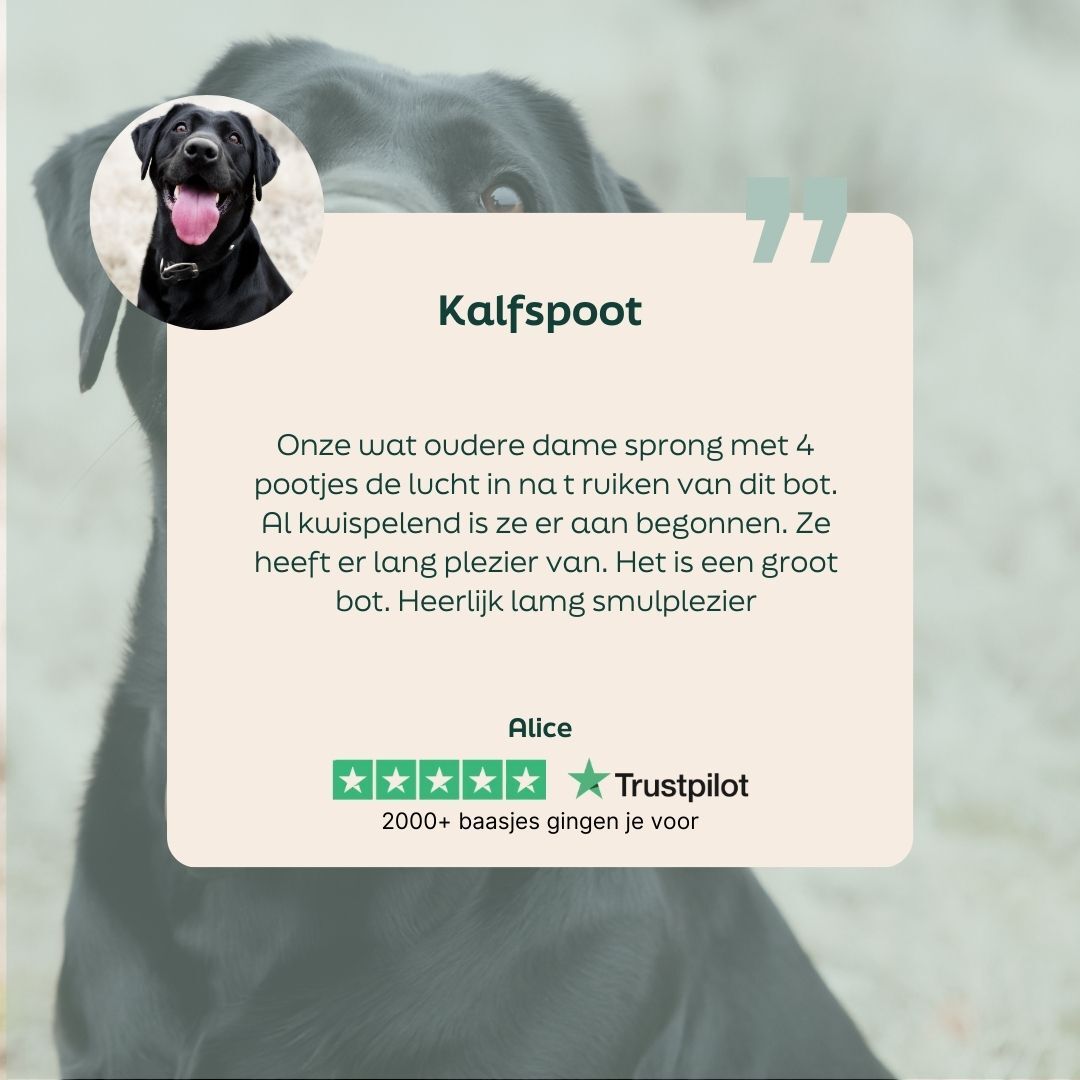 hond, kalfspoot, zwart, halsband, rond_foto