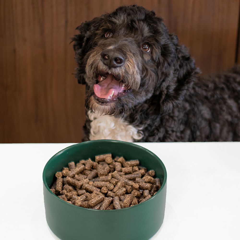 WOOOF Lamm & Kartoffel Hundefutter Hund mit lamm- und kartoffel brocken im Futternapf.