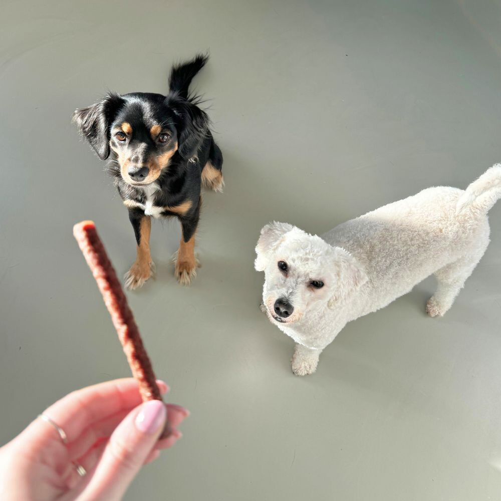 WOOOF Ducksticks smaaktest met kantoorhonden Mushu en Snowy