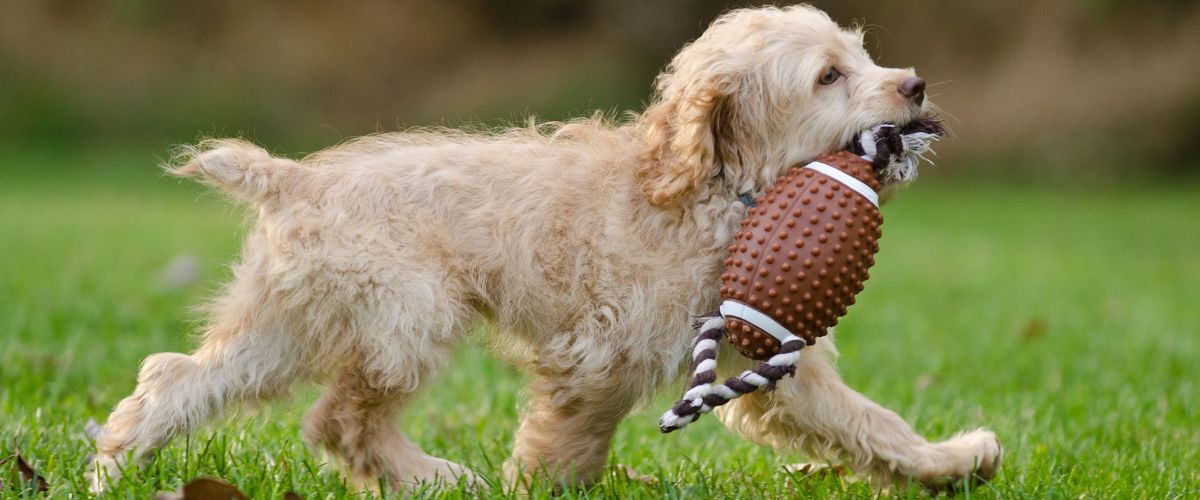 Wat is veilig speelgoed voor pups?