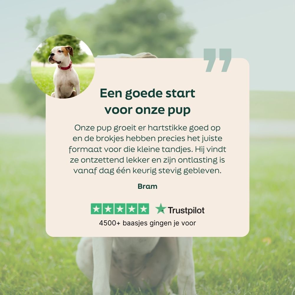 hond, huisdier, kraag, wit, korthaar