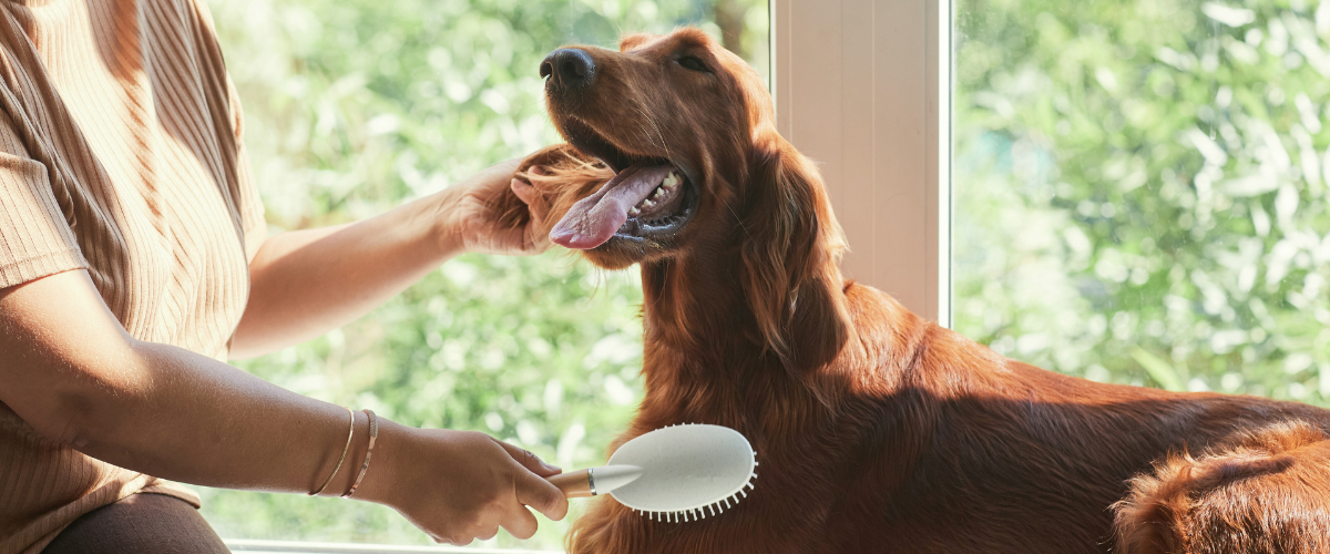 Hundefutter Hilft Gegen Haarausfall