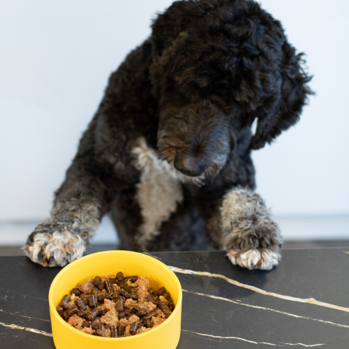 hond met hondenbrokken en honden worst