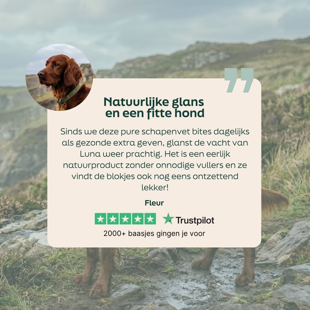 hond, kraag, windhond, natuur, quote-overlay