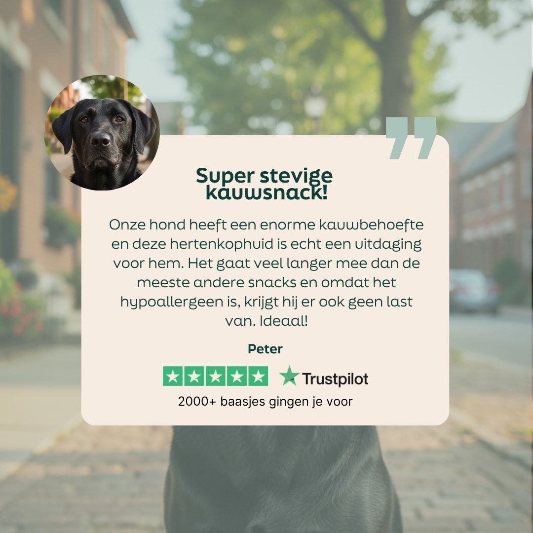 hond, zwart, kijker, portret, buiten