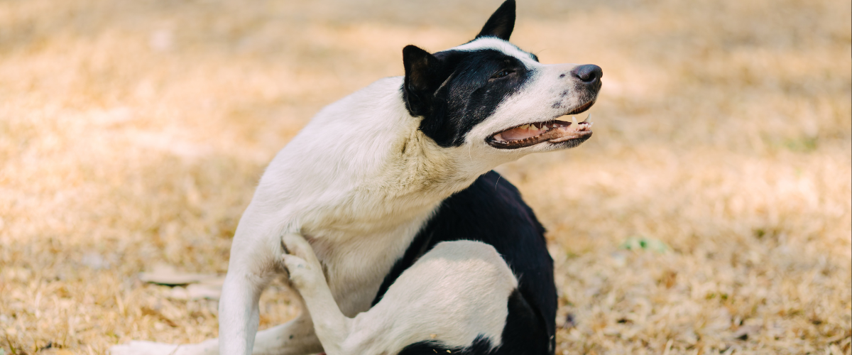 hond, zwart-wit, kortharig, zit, buiten