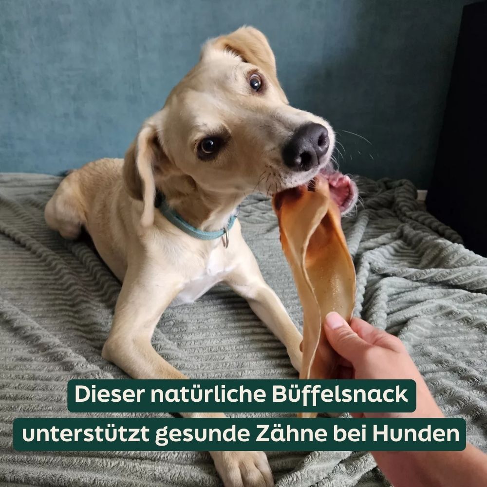 dog, chew, toy, bone, collar