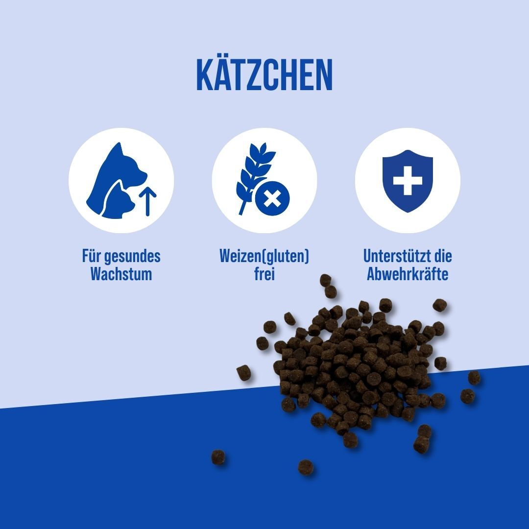 Kitten | 7kg