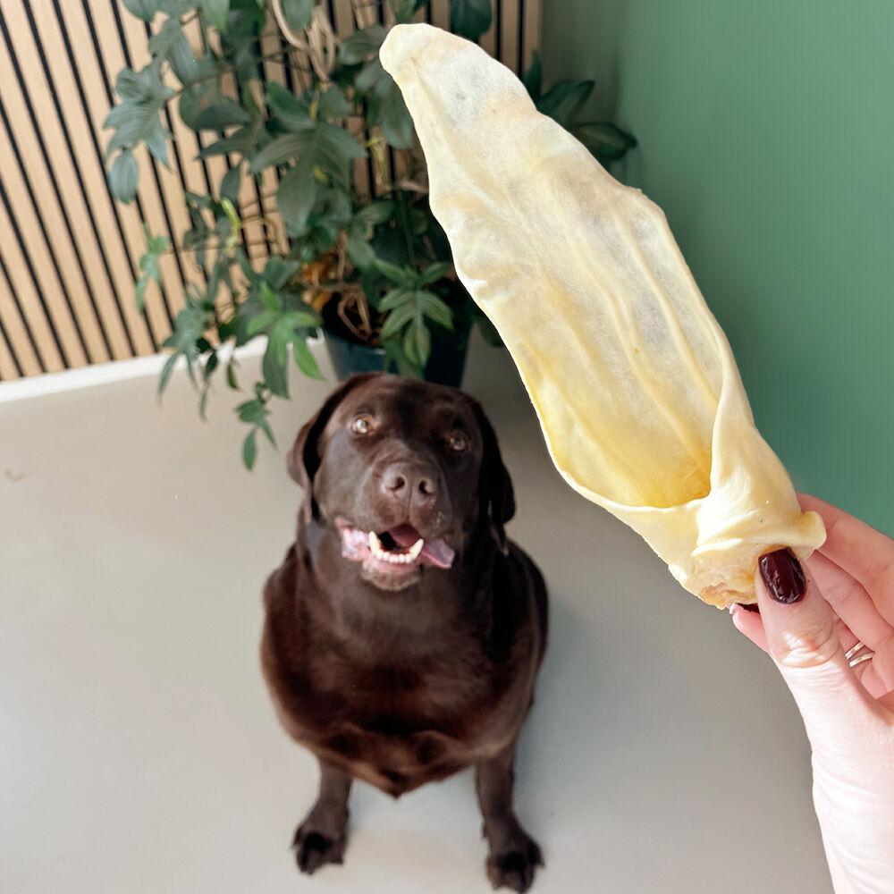 WOOOF geitenoor smaaktest met kantoorhond Hugo