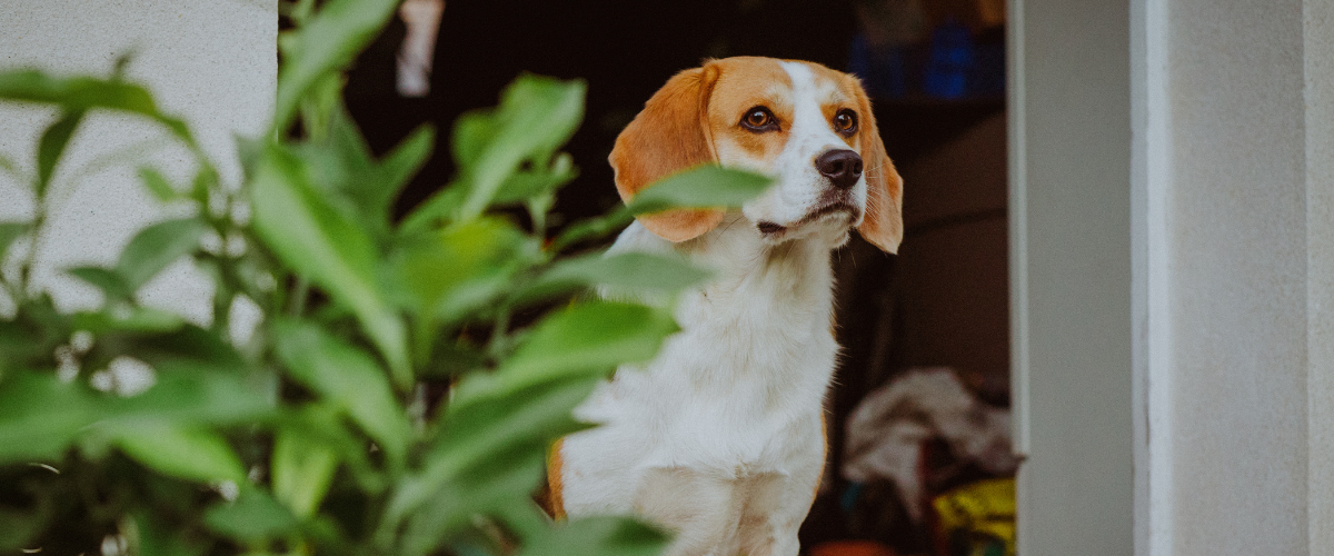Giftige Pflanzen für Hunde: Die Gefahren im Haus und Garten Hond kijkt naar de planten in de tuin