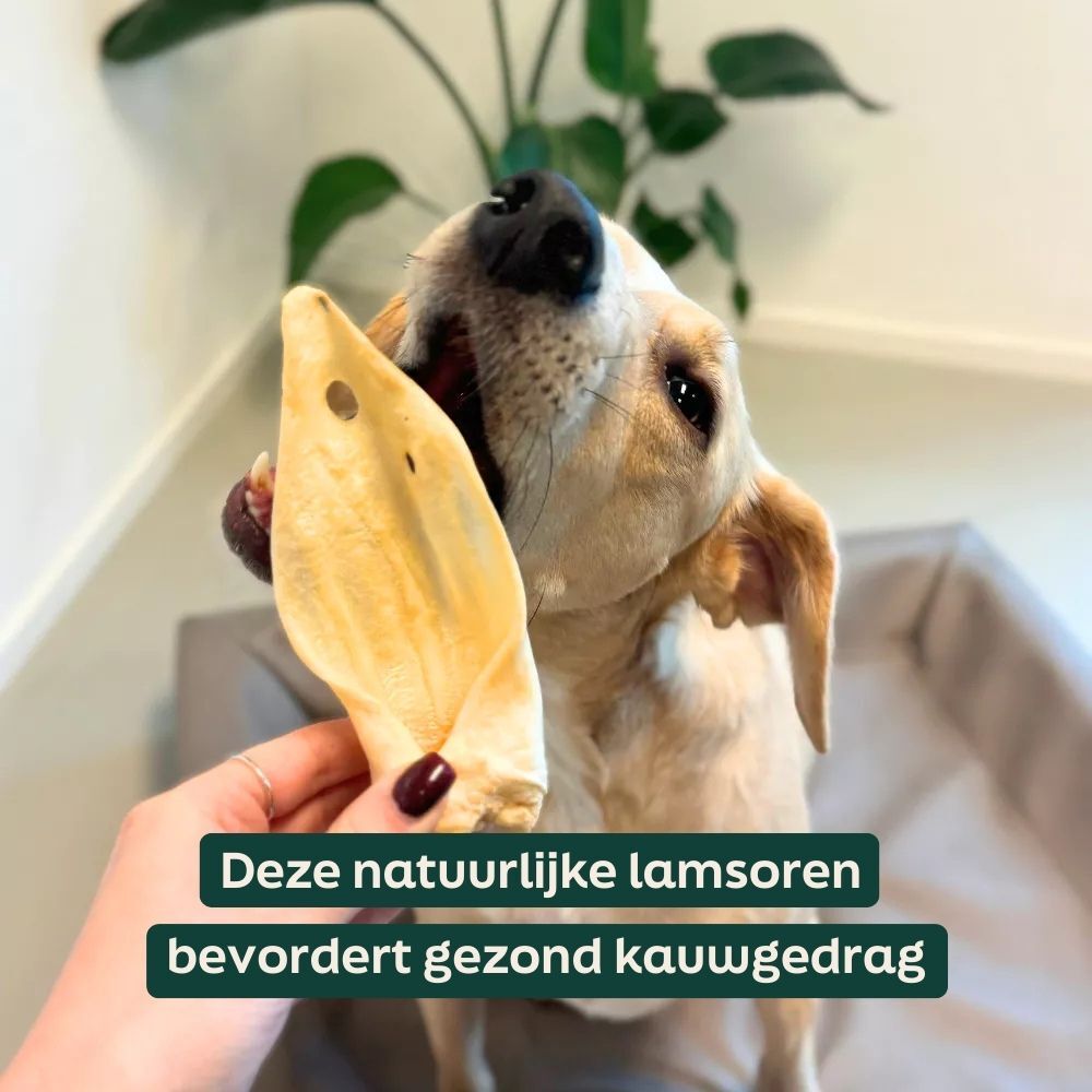 hond, kauwbot, bot, natuurlijke traktaties, tandverzorging