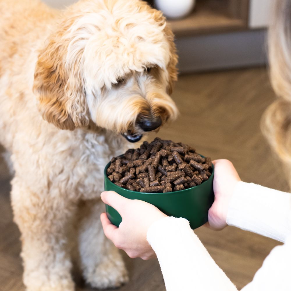WOOOF Ente Hundefutter Hund mit ente brocken im Futternapf.